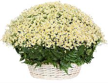 Цветочная композиция из Ромашки в корзине #REPLACE_PRED# Посёлок совхоза Красковский